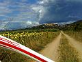 castagneto 082a